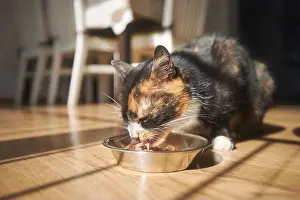 Tabby Cat Prints: Cute brown cat eating from metal bowl at home. Domestic life with pet