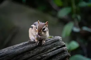 Whitby Prints: A cute brown chipmunk on a piece of wood, looking for food in a conservation park