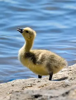 Chew Valley Lake Prints: Cute Canada goose gosling (Branta canadensis)