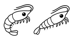 Shrimp Prints: Cute cartoon shrimp drawing. Black and white line art