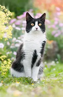 Watchful Prints: Cute cat, tuxedo pattern black and white bicolor