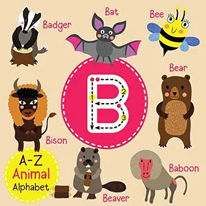 Badger Prints: Cute children zoo alphabet B letter tracing of funny animal cartoon for kids learning English vocabulary