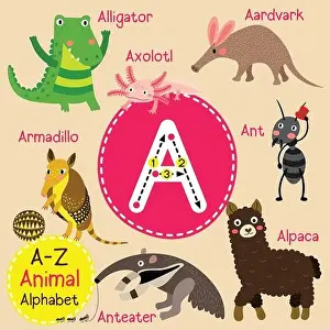 Alpaca Prints: Cute children zoo alphabet A letter tracing of funny animal cartoon for kids learning English vocabulary