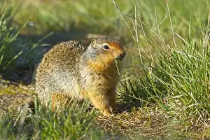 Watchful Prints: A cute Columbian Ground Squirrel is outside of its burrow eating a blade of grass at the Turnbull Wildlife Refuge near