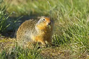 Watchful Prints: A cute Columbian Ground Squirrel is outside of its burrow eating a blade of grass at the Turnbull Wildlife Refuge near
