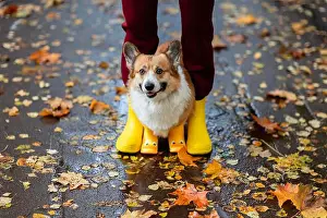 Puddle Prints: cute corgi dog puppy on a walk in the rain in funny yellow rubber boots at the owner's feet