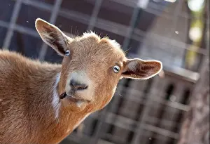 Cows Prints: cute crazy goat photo