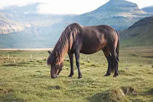 Gelding Prints: Cute and curious Icelandic foal grazes in a pasture near Grundarfjordur on the Snaefellsnes Peninsula during sunset