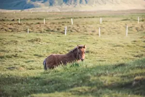 Gelding Prints: Cute and curious Icelandic foal grazes in a pasture near Grundarfjordur on the Snaefellsnes Peninsula during sunset