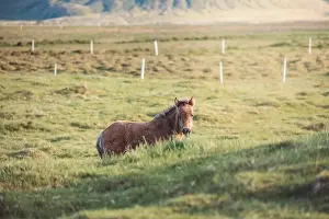 Gelding Prints: Cute and curious Icelandic foal grazes in a pasture near Grundarfjordur on the Snaefellsnes Peninsula during sunset