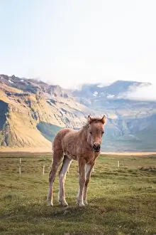 Gelding Prints: Cute and curious Icelandic foal grazes in a pasture near Grundarfjordur on the Snaefellsnes Peninsula during sunset