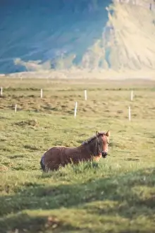 Gelding Prints: Cute and curious Icelandic foal grazes in a pasture near Grundarfjordur on the Snaefellsnes Peninsula during sunset