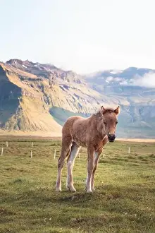 Gelding Prints: Cute and curious Icelandic foal grazes in a pasture near Grundarfjordur on the Snaefellsnes Peninsula during sunset