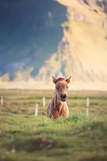 Gelding Prints: Cute and curious Icelandic foal grazes in a pasture near Grundarfjordur on the Snaefellsnes Peninsula during sunset