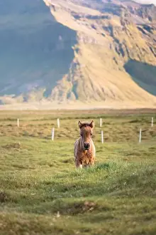 Gelding Prints: Cute and curious Icelandic foal grazes in a pasture near Grundarfjordur on the Snaefellsnes Peninsula during sunset
