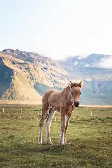 Gelding Prints: Cute and curious Icelandic foal grazes in a pasture near Grundarfjordur on the Snaefellsnes Peninsula during sunset