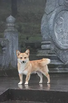 Pets Prints: A cute dog at Golden Summit of Mount Emei, Sichuan Province of China