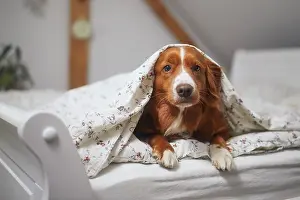Wake Up Prints: Cute dog alone at home. Nova Scotia Duck Tolling Retriever lying under warm duvet on bed in bedroom
