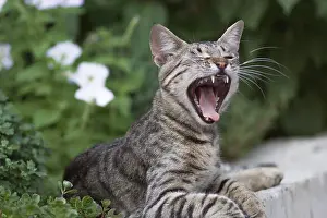 Yawn Prints: Cute domestic cat yawning in garden portrait