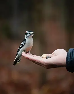 Birdseed Prints: Cute downy woodpecker perched on hand holding seeds outside