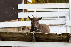 Nostrils Prints: Cute dwarf goat eating hay by the barn. Beautiful farm animals at petting zoo