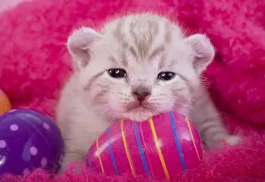 Easter Eggs Prints: Cute Easter kitten on pink background with Easter eggs