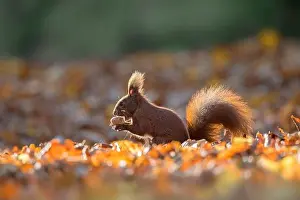 Upright Prints: Cute Eurasian red squirrel (Sciurus vulgaris)