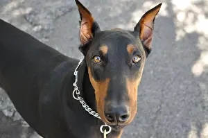 Pinscher Prints: Cute face of a doberman pinscher dog