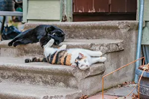 Cuddly Prints: Two cute feral cats lounging on the steps of an abandoned building