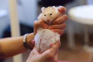 Omnivore Prints: Cute Fluffy Exotic Young Orange White Syrian Golden Hamster (Mesocricetus auratus) stays still in girl's hand
