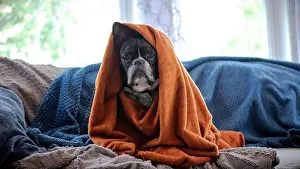 Cuddling Prints: A cute French bulldog sitting curled up under a cozy blanket on a comfortable sofa