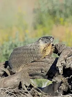 Alertness Prints: A cute furry yellow-bellied marmot rests on a fallen tree soaking in the sun near Liberty Lake