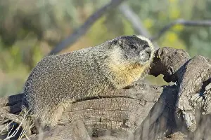 Alertness Prints: A cute furry yellow-bellied marmot rests on a fallen tree soaking in the sun near Liberty Lake