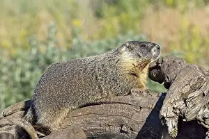 Alertness Prints: A cute furry yellow-bellied marmot rests on a fallen tree soaking in the sun near Liberty Lake