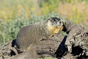 Alertness Prints: A cute furry yellow-bellied marmot rests on a fallen tree soaking in the sun near Liberty Lake