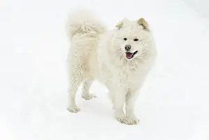 Satisfaction Prints: A cute happy samoyed dog standing in pure white snow during a winter walk