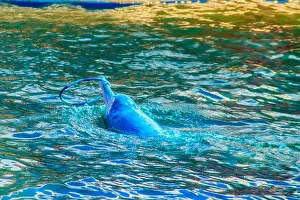 Iquitos Prints: Cute Indo-Pacific humpback dolphin (Sousa chinensis)