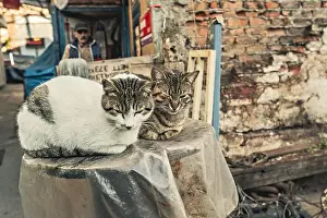 Homeless Prints: Cute Istanbul cats near fish market close to Galata bridge, Istanbul, Turkey