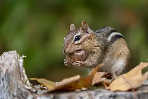 Oak Tree Prints: Cute litte Eastern Chipmunk (Tamias striatus) eating acorn