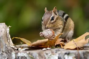 Oak Tree Prints: Cute litte Eastern Chipmunk (Tamias striatus) finds an acorn