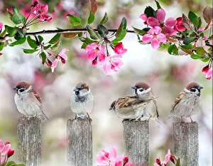 Wild Park Prints: cute little birds sparrows sitting on wooden fence under blooming pink Apple tree branch in may garden on Sunny day