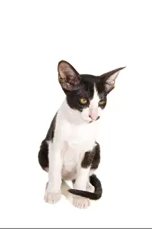 Siamese Prints: Cute little black and white Siamese kitten