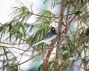 Round Head Prints: Cute little dark-eyed junco perched on the branch of an evergreen tree on a snowy spring day in March in a backyard