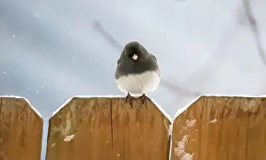 Round Head Prints: Cute little dark-eyed junco perched on top of a brown wooden fence on a snowy spring day in a backyard in Taylors Falls