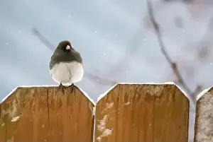 Round Head Prints: Cute little dark-eyed junco perched on top of a brown wooden fence on a snowy spring day in a backyard in Taylors Falls