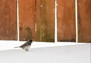 Cute little dark-eyed junco perched on the snow on the ground on a snowy spring day in front of a brown wooden fence
