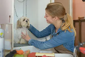 Hairdo Prints: cute little dog at groomer salon