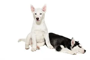 Siberian Prints: Two cute little husky puppies isolated on white background