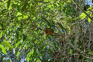 Bolivia Prints: cute little squirrel monkey, a new World monkey of the genus Saimiri