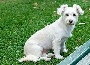 Best Friend Prints: Cute little white puppy, posing in the grass